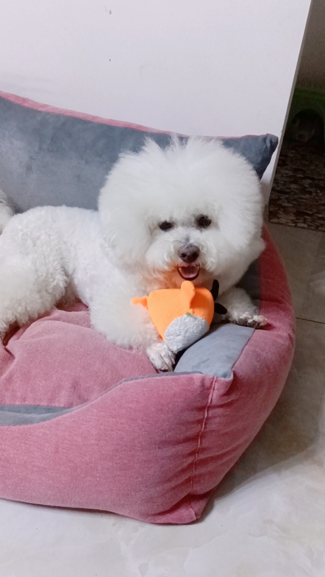 萌宠成长记#嘚瑟的样子,跟我拿它没办法似的