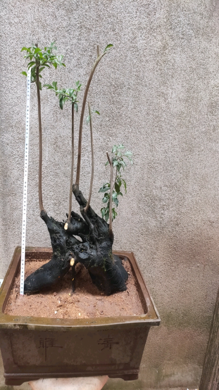 金弹子盆景#金弹子熟桩,一本丛林