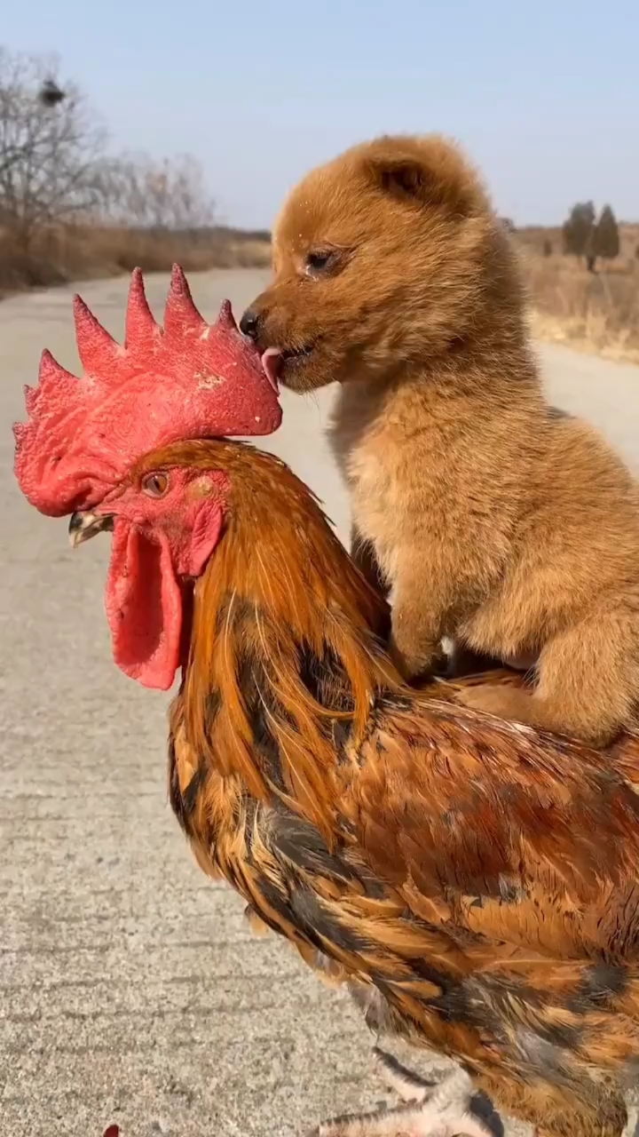 小小爱宠萌化你#鸡爸爸脾气真好,小迷糊能有什么坏心思!