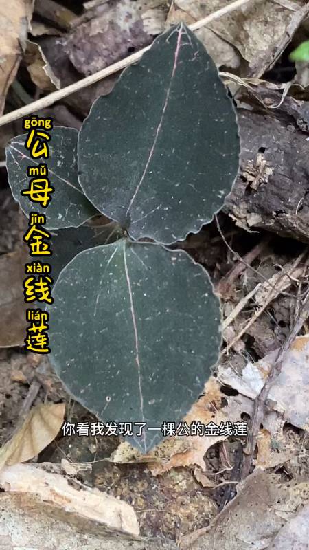 你知道金线莲的公母之分吗?-全民小视频