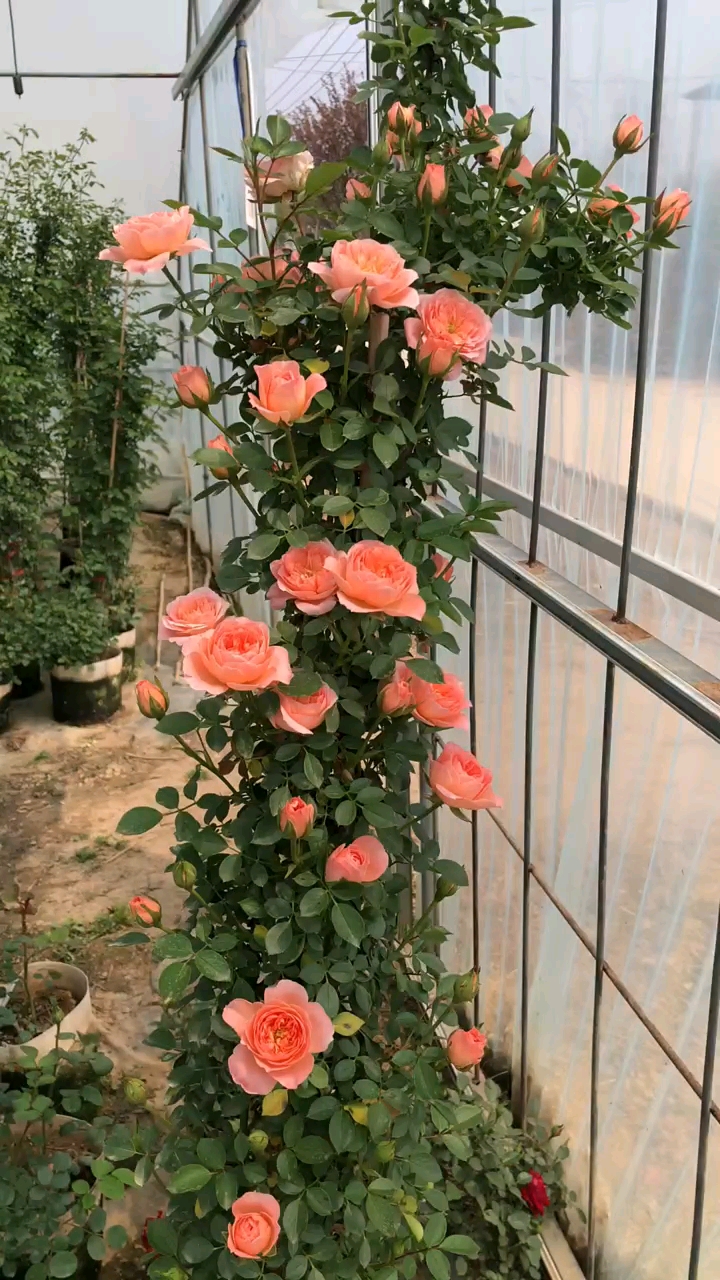 藤本月季甜梦花量多花期长多季循环开花