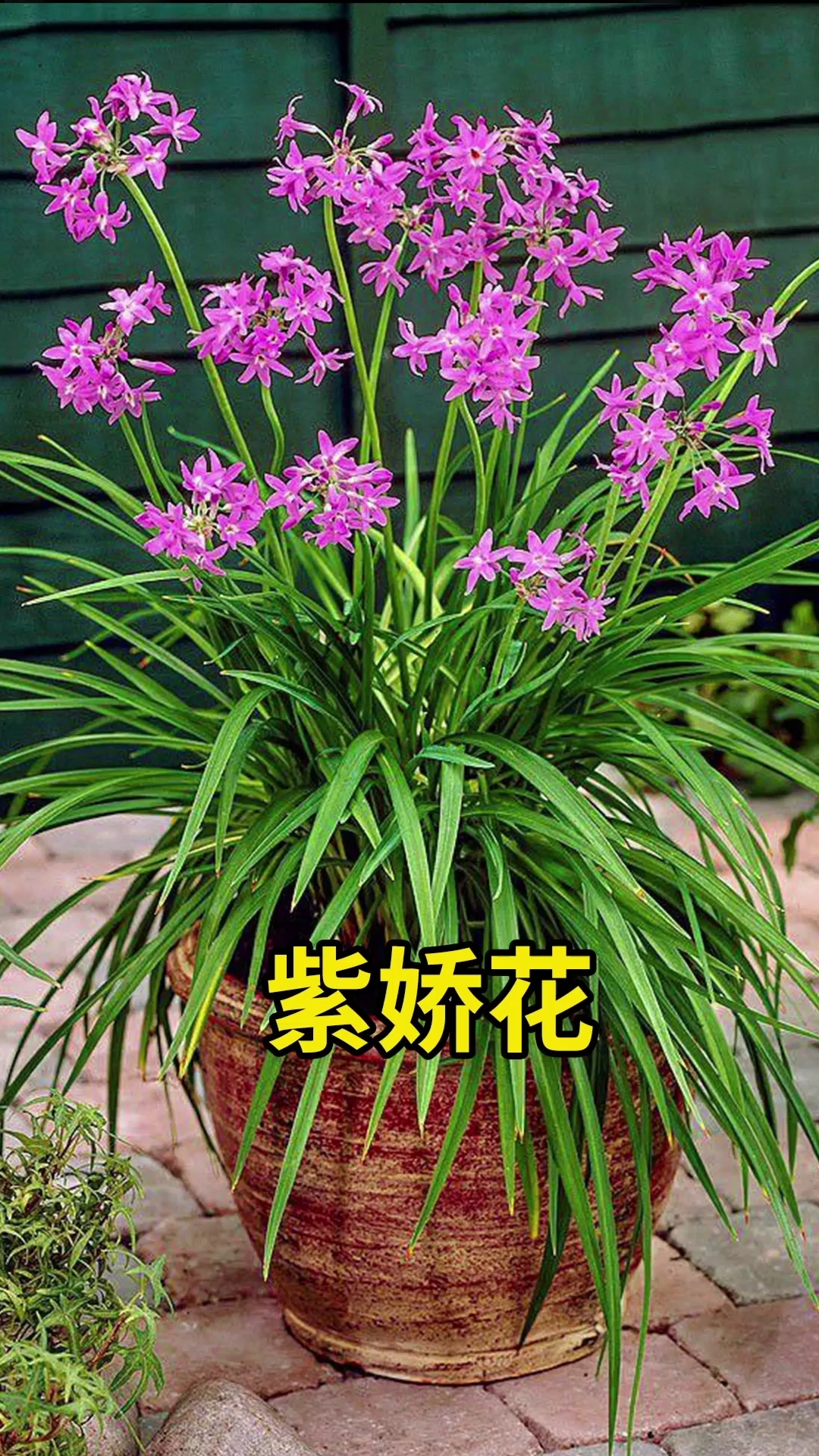 分享养花经验紫娇花有浓郁的韭菜味能驱赶蚊虫哦