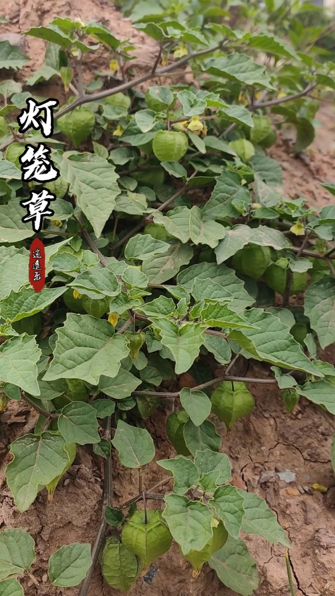 我和春天有个约会#百草中药之灯笼草,一年生草本茄科植物,全株入药