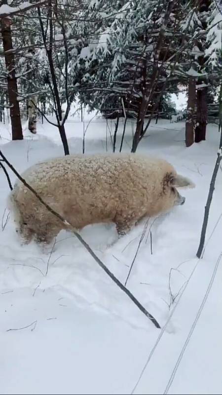 一头绵羊猪,长一身这样的皮毛,就是为现在准备的