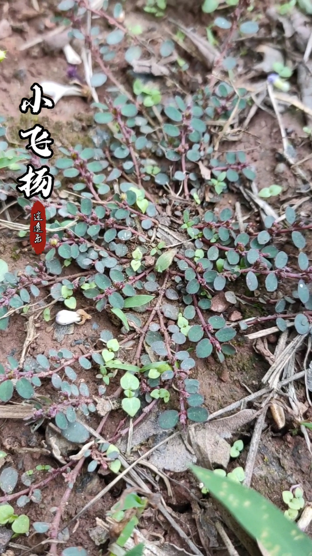 认识中草药#百草中药之小飞扬草,大戟科铺散多分枝草本植物,全草入药