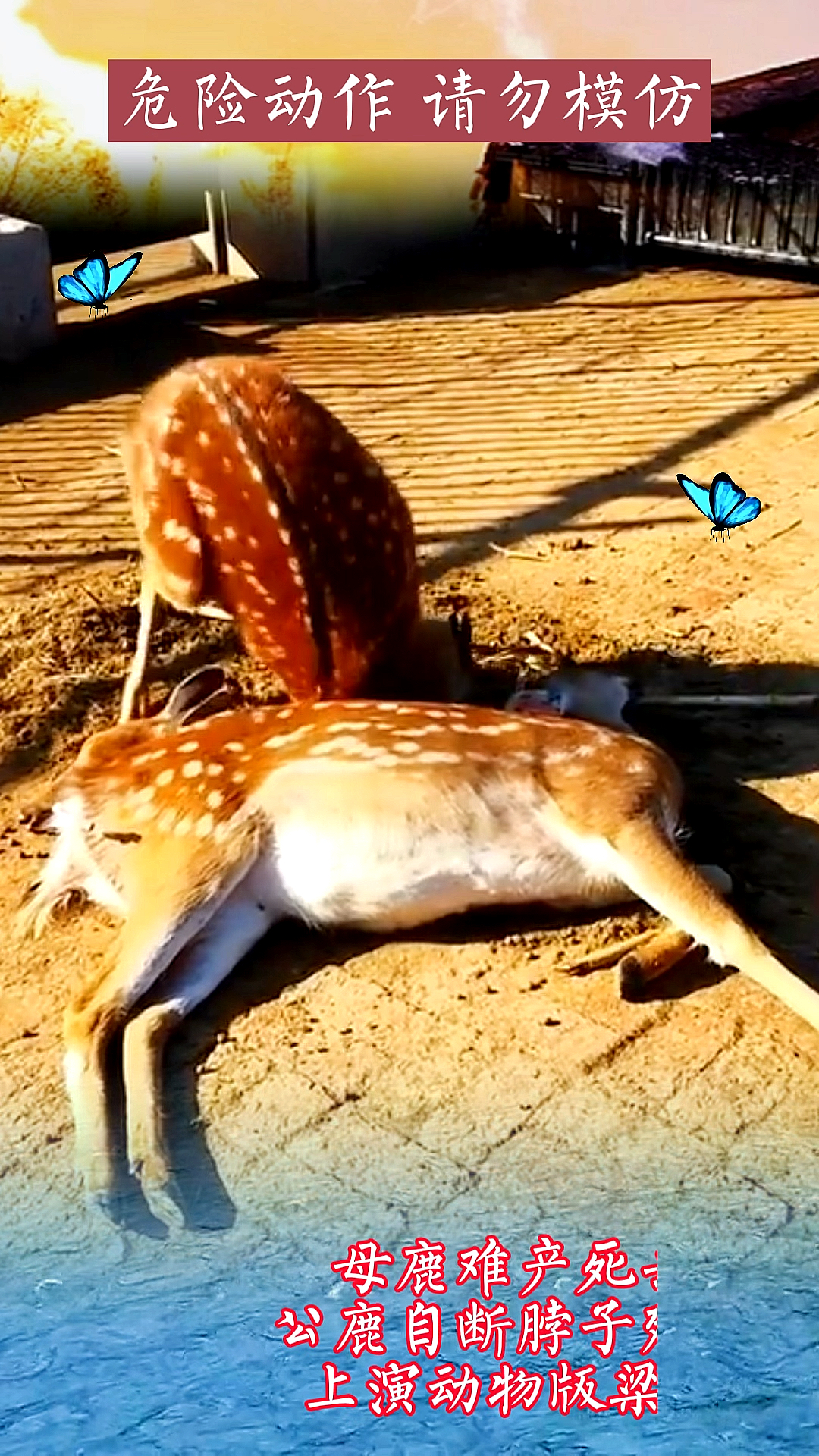 动物世界#我不支持殉情这种行为!不必盲目信仰爱情!