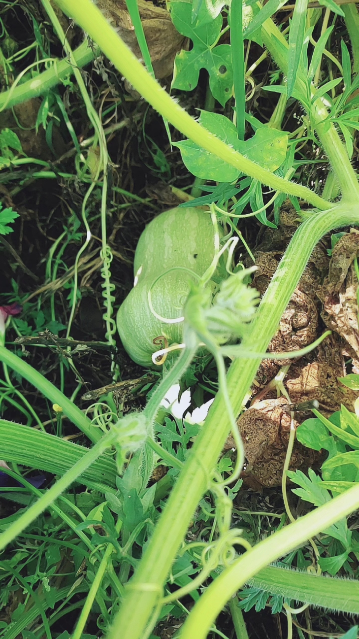 你好秋天#小窝瓜