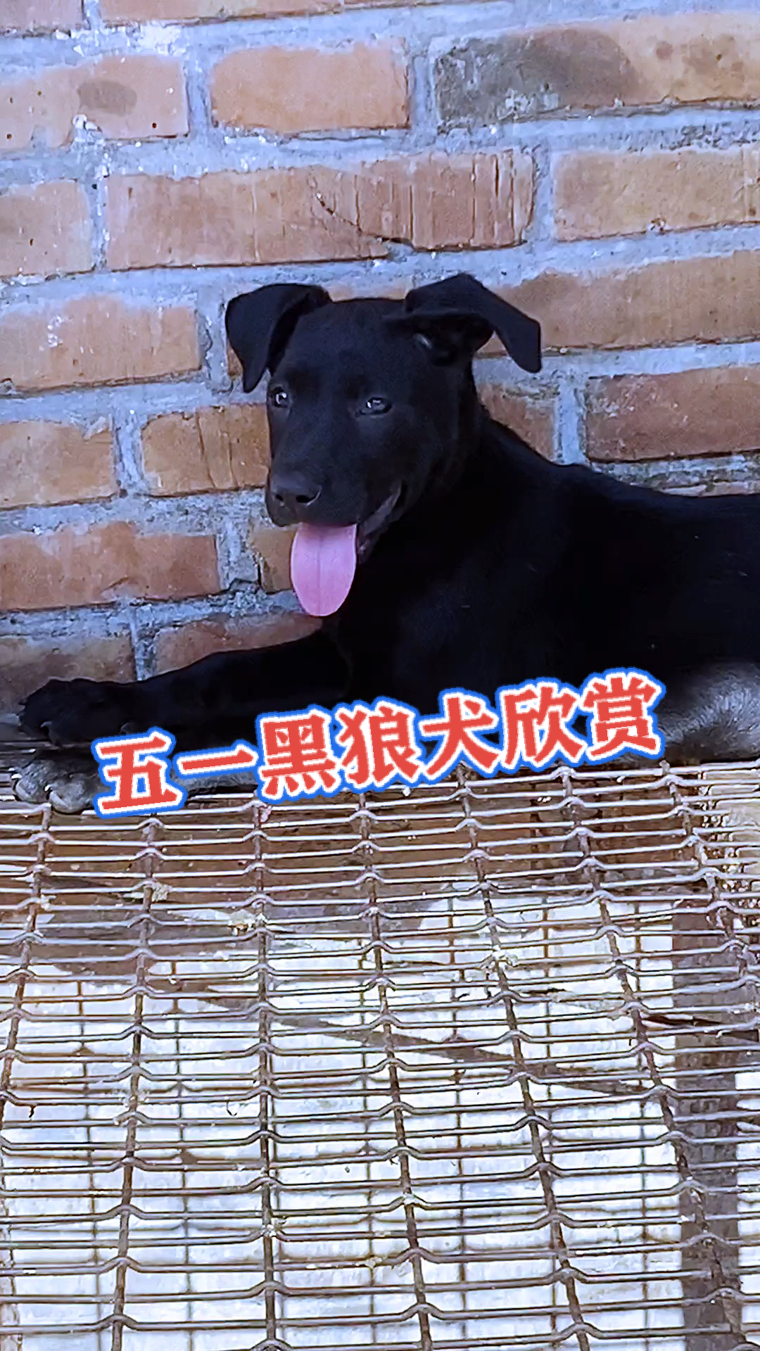 我家萌宠成精了五一黑狼犬欣赏