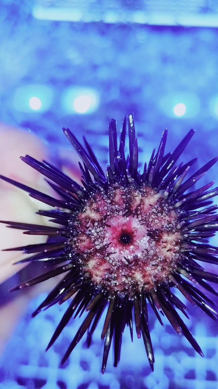 海胆#海胆海水鱼观赏鱼