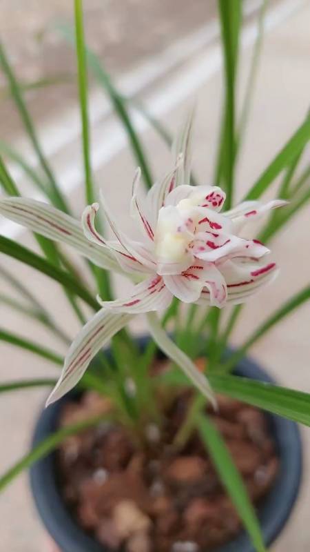 兰花#金沙树菊.莲瓣兰经典奇花-度小视