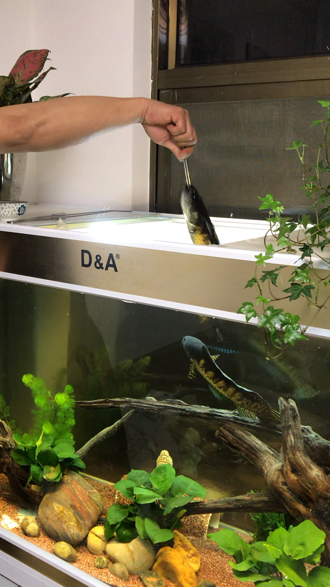 来吧,雷龙鱼跳缸展示