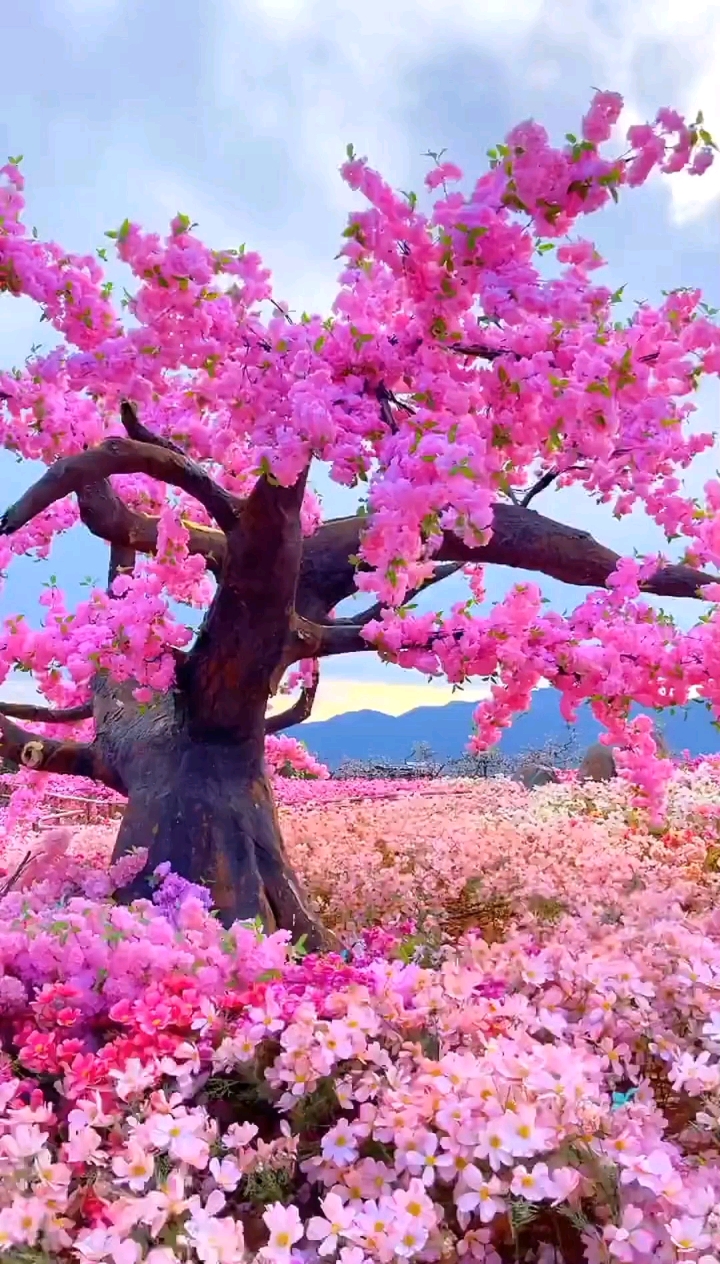 花开的时候你就来看我,好吗?