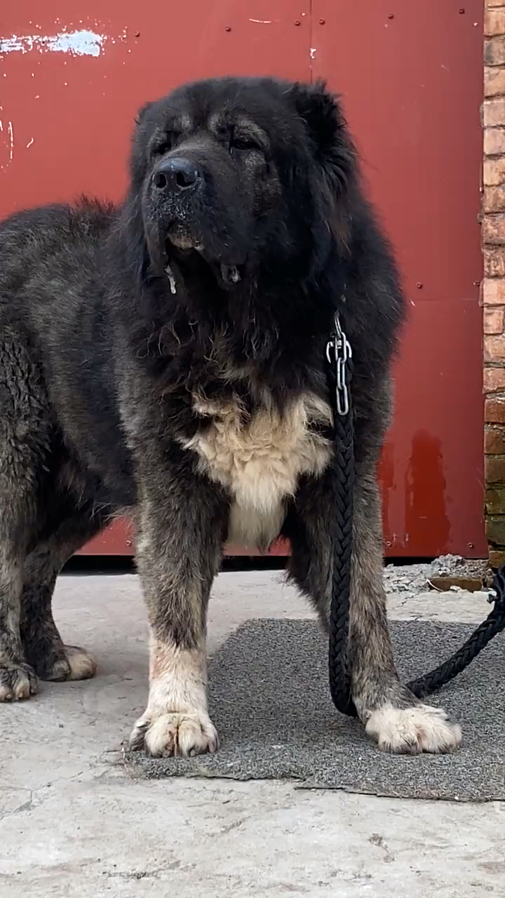 神宠来袭#顶级种公,高加索犬