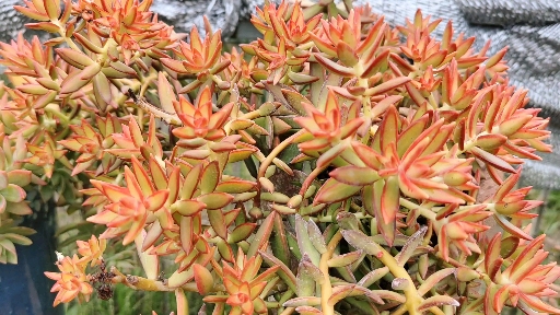 多肉植物#感受火热的加州落日之美,生活充满诗情画意!